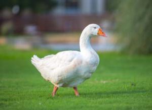 Gilbert the Goose is the unofficial mascot of Hardin-Simmons University.